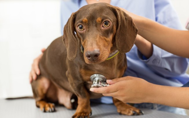 Dachshund no Veterinário 