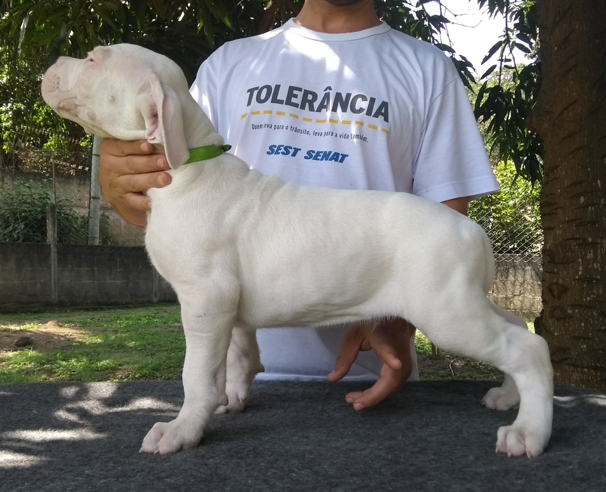 Dogo Argentino Com o Dono 