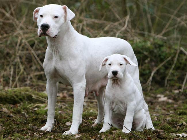 Dogo Argentino Com o Filhote 