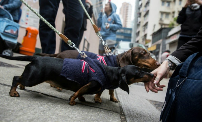 Dois Dachshunds Com o Dono 