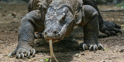 Dragão-De-Komodo