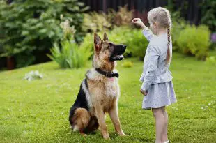 Ensinando o Cão a Ficar