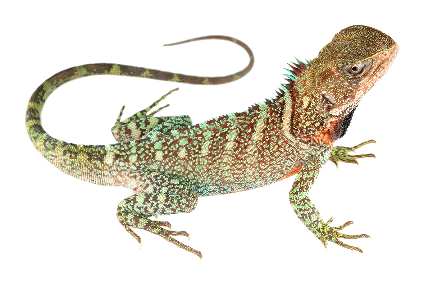 Enyalioides Laticeps