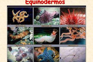 Equinodermos
