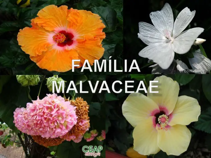 Família Botânica Malvaceae