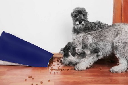 Filhote De Schnauzer Comendo Ração