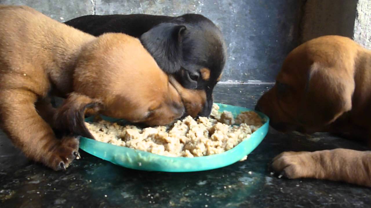 Filhotes de Dachshund Comendo 