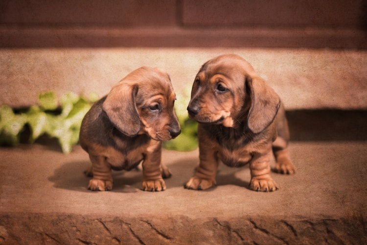 Filhotes de Dachshund