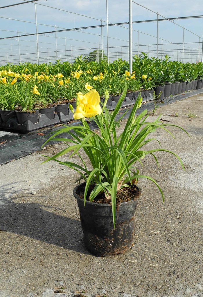 Flor Hemerocallis no Vaso