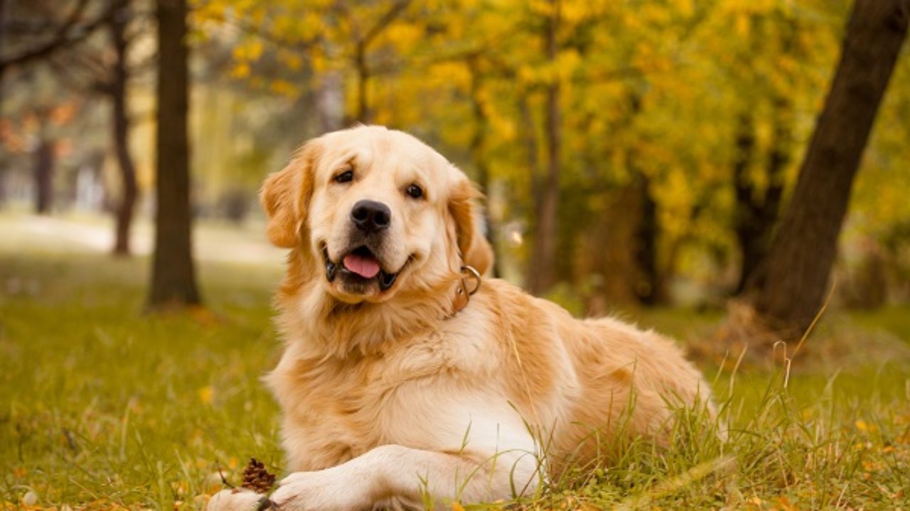 Golden Retriever