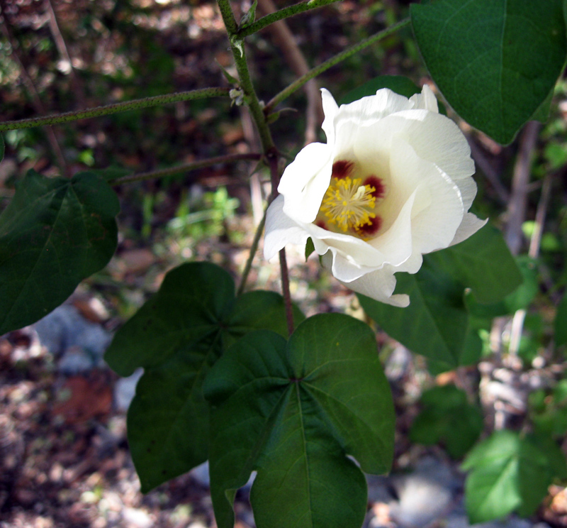 Gossypium Hirsutum