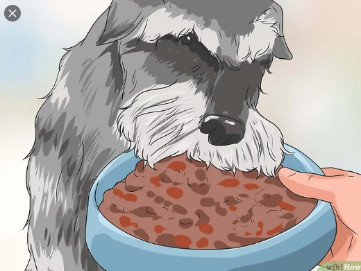 Ilustração de Um Schnauzer Comendo 