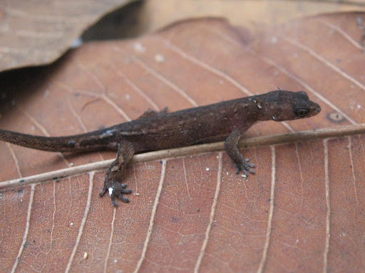 Lagarto Chatogekko Amazonicus 