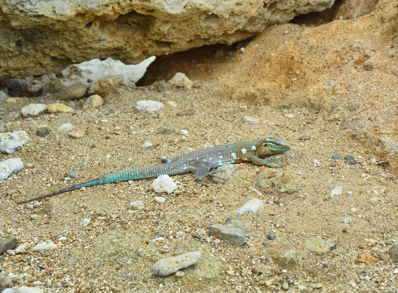 Lagarto-Chicote-Manchado-de-Chihuahua Andando no Chão