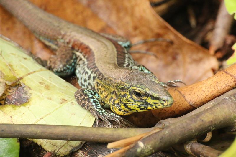 Lagarto-Chicote-Manchado-de-Chihuahua Fotografado de Perto