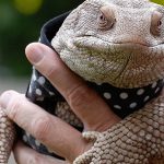 Lagarto De Estimação
