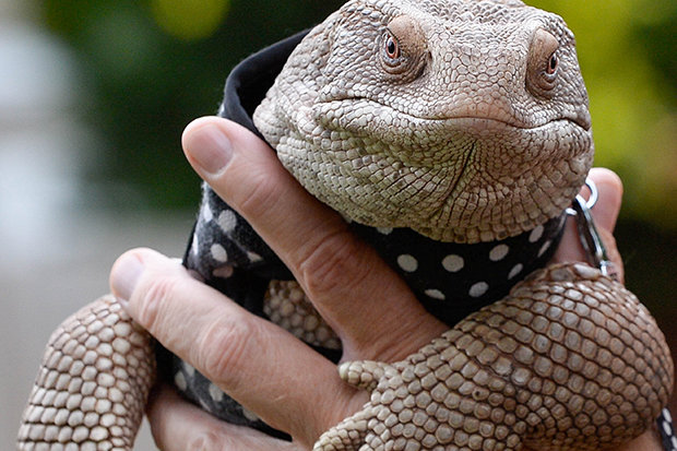 Lagarto De Estimação 