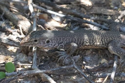 Lagarto Marmorata 