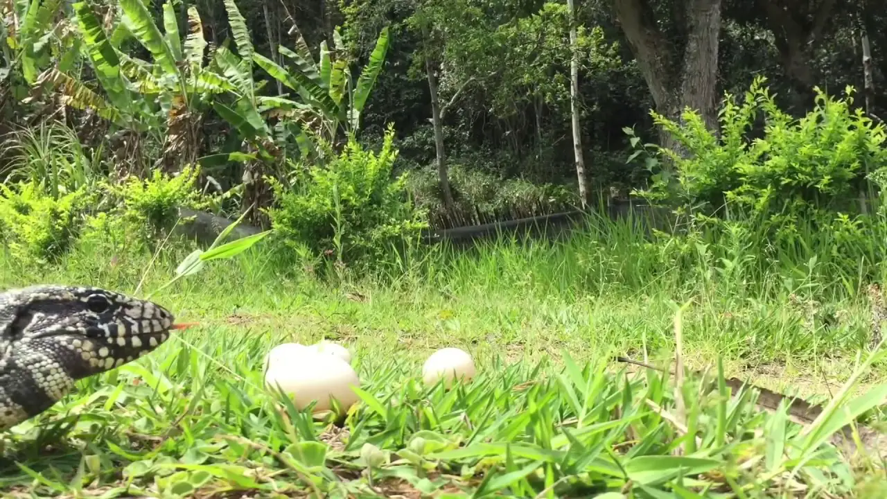 Lagarto Selvagem Comendo Ovos 