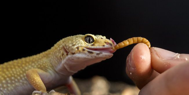 Lagarto se Alimentando 