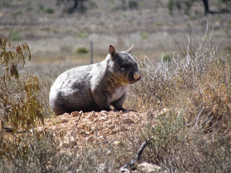 Lasiorhinus Medius