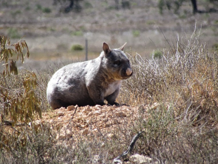  Lasiorhinus Medius