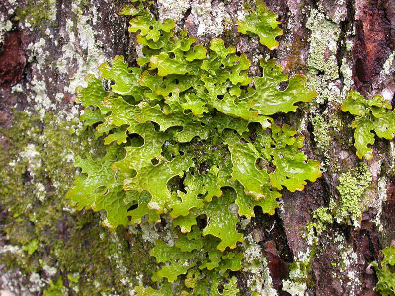 Lobaria Pulmonaria