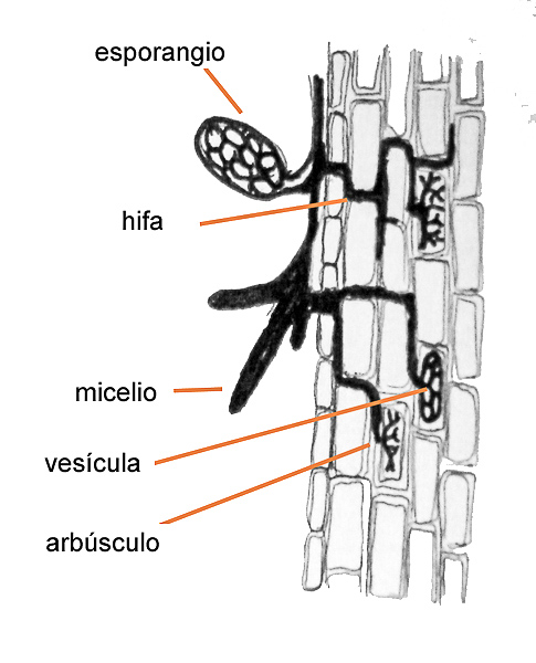 Micorriza Arbuscular