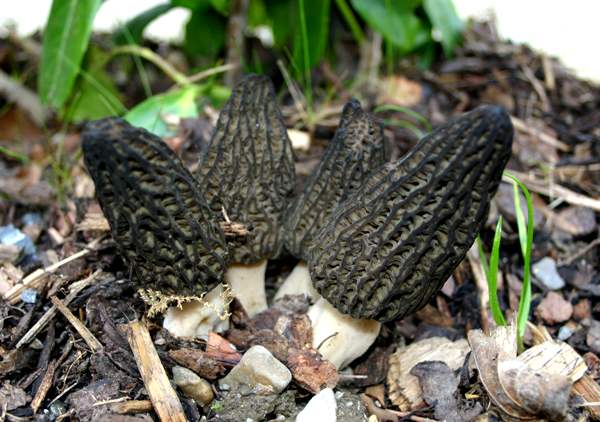 Morchella Elata