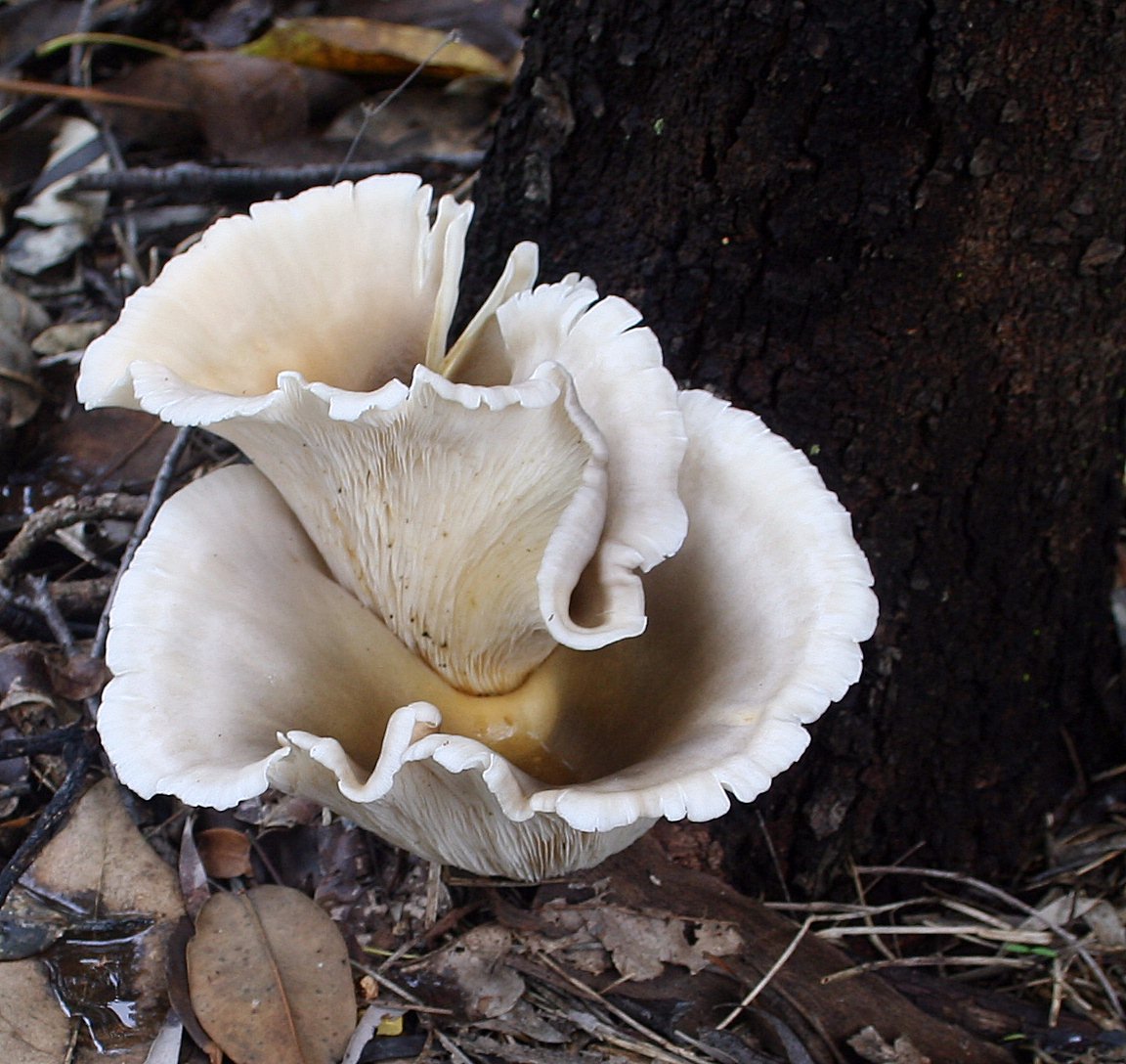 Omphalotus Nidiformis