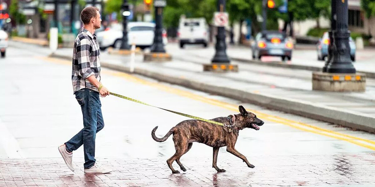 Passeando Com o Cachorro 