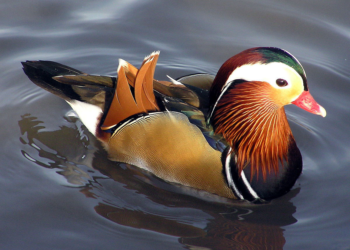 Patos-Mandarins Na Cultura