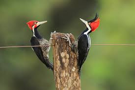Macho do pica-pau-de-topete-vermelho (Campephilus melanoleucos) com cabeça vermelha