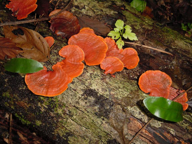 Tipos de fungos: Espécies com nomes, fotos e curiosidades | Mundo Ecologia
