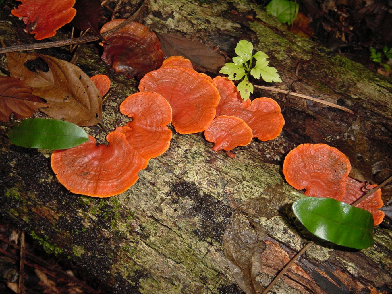 Polyporus Sanguineus