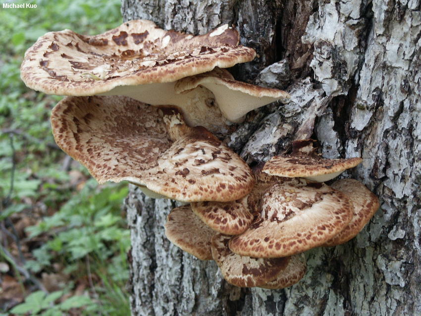 Polyporus Squamosus