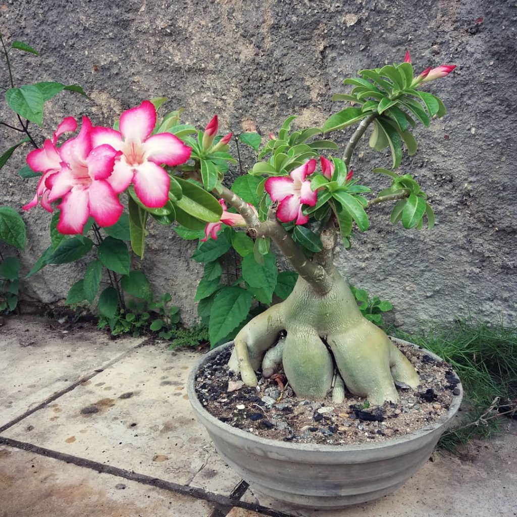 Lista de Tipos de Rosas do Deserto: Espécies com Nome e Fotos – Mundo ...
