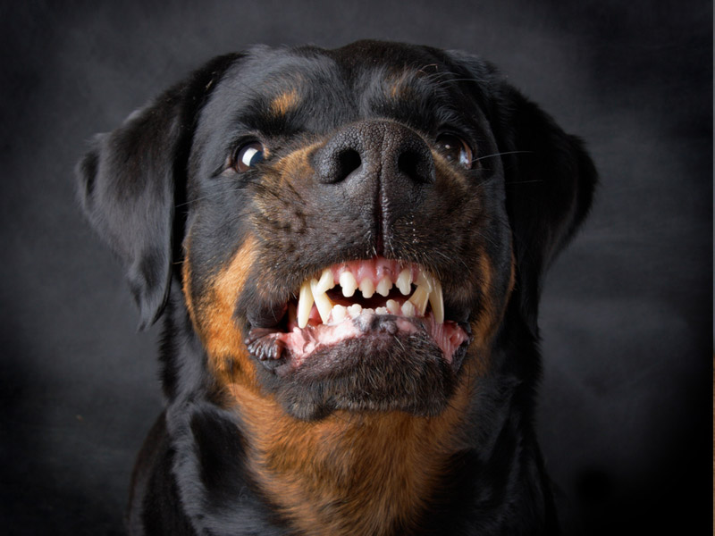 Rosnado do Cachorro