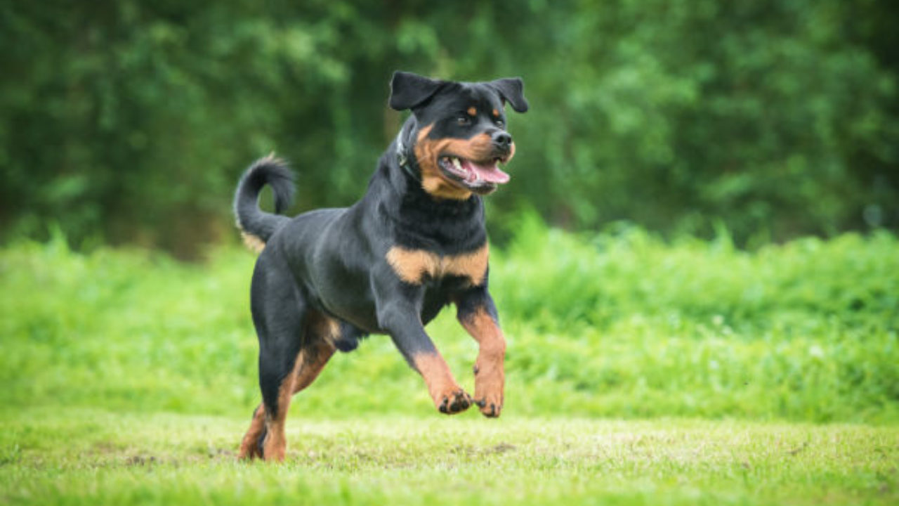 Rottweiler