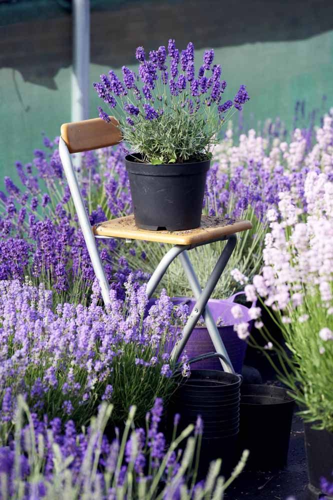 Salvia Leucantha no Vaso 