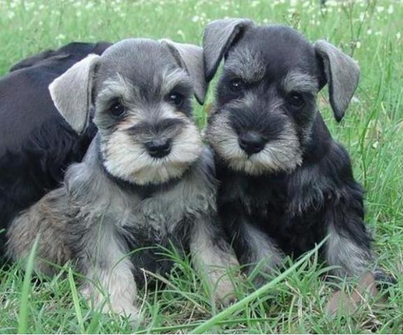 Schnauzer Miniatura