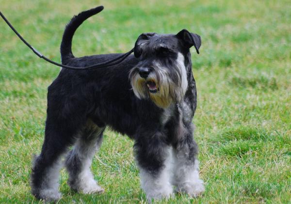 Schnauzer Médio