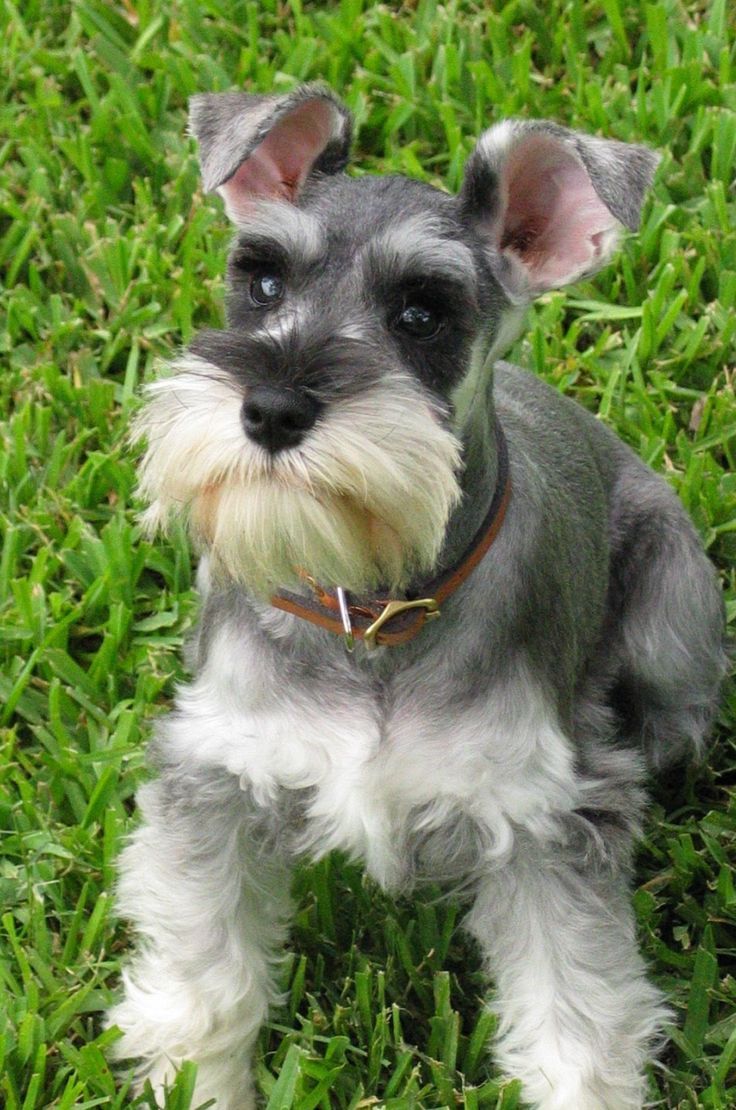 Schnauzer Sentado na Grama 