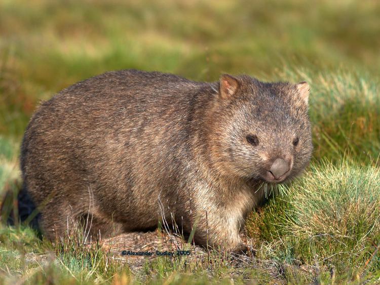 Vombatus Geoffroy 