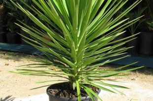 Yucca Aloifolia