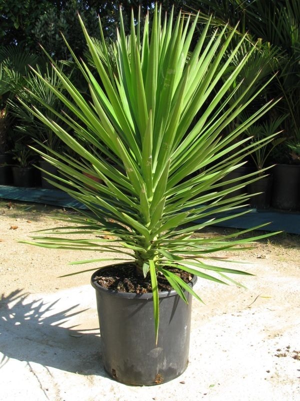 Yucca Aloifolia