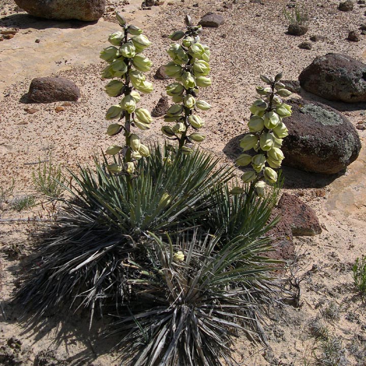 Yucca Harrimaniae