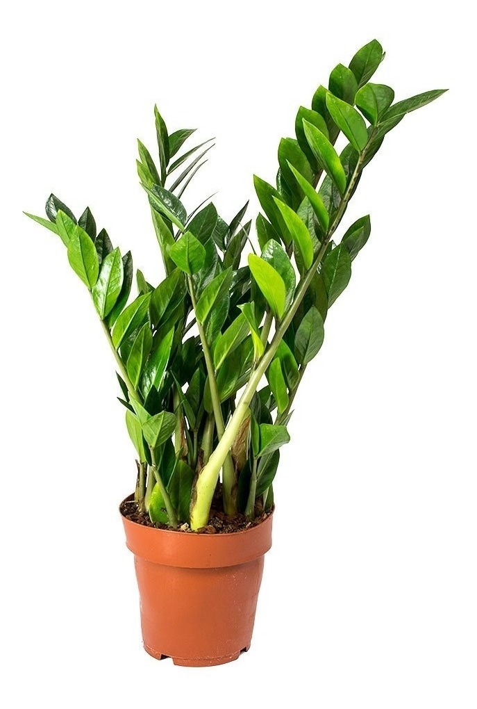 Zamioculcas