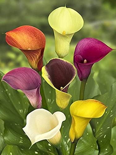 Zantedeschia