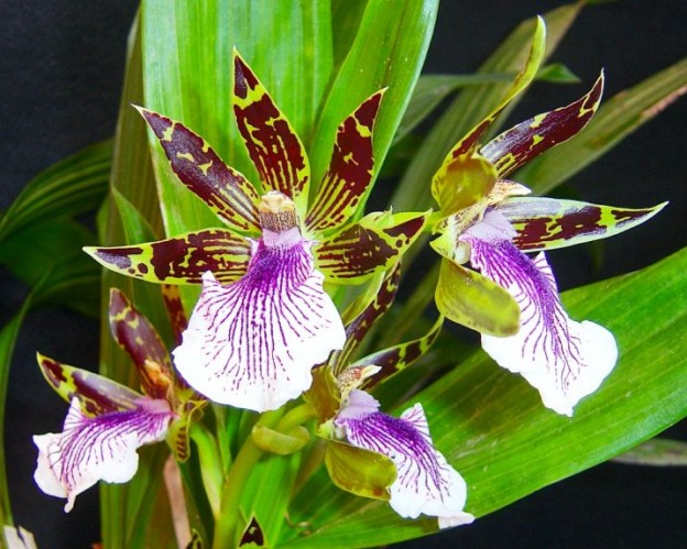 Zygopetalum